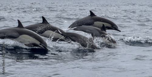 pod of dolphins © David J. Shuler