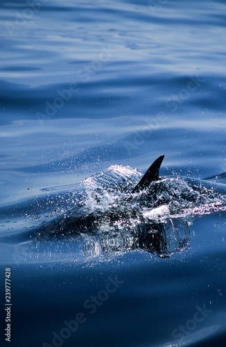 dolphin in water © David J. Shuler