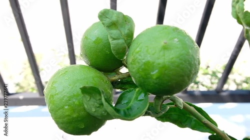 Three lemons are on the tree after morning watering.