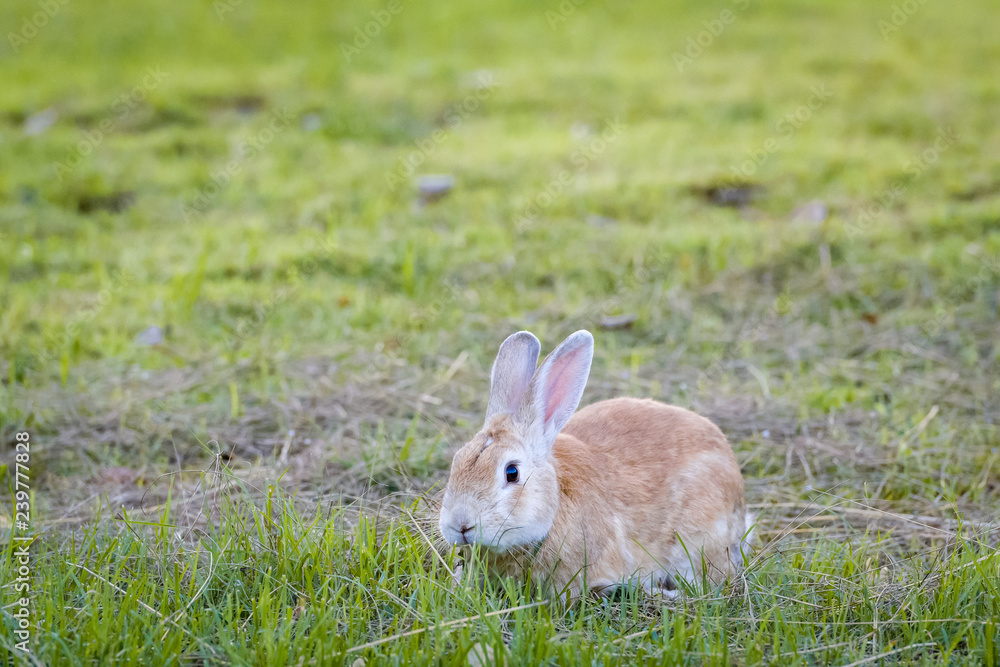 Fototapeta premium rabbit in park