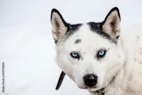 cute husky portrait with blue eyes in the snow