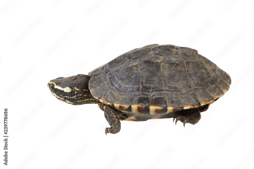 Obraz premium turtle isolated on white background