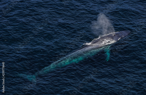 blue whale  spouting view from helicopter