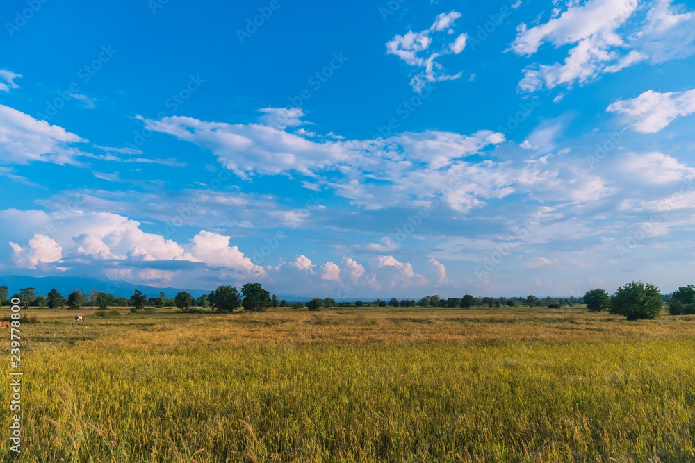 Fototapeta premium Green yellow nature rice field with sunlight and palm tree blue sky background.