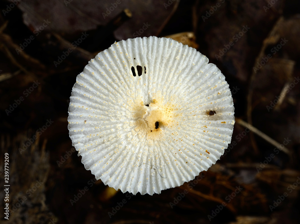 mushrooms mushrooms