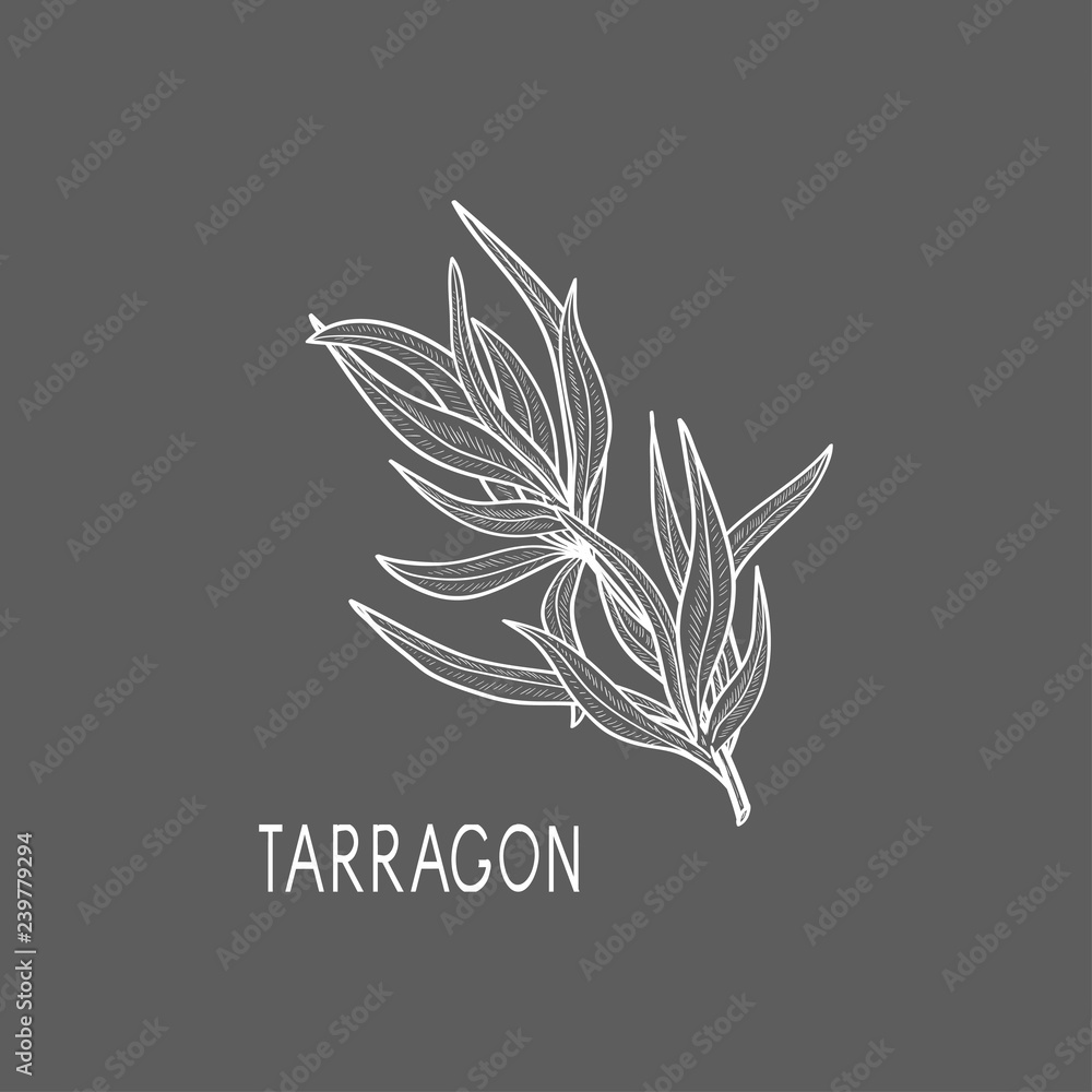 Tarragon. Sketch. Gray background, white image. Tarragon. Sketch. Gray background, white image.