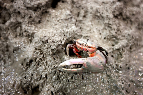 This is a sand crab. photo