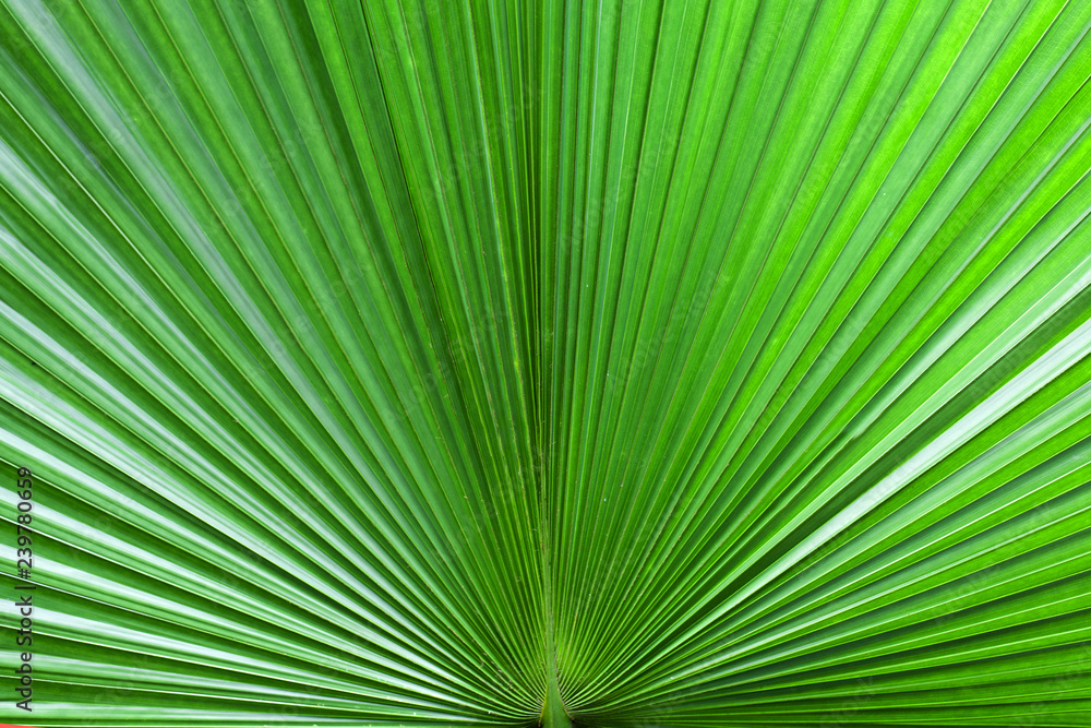 palm leaves background palm leaves background