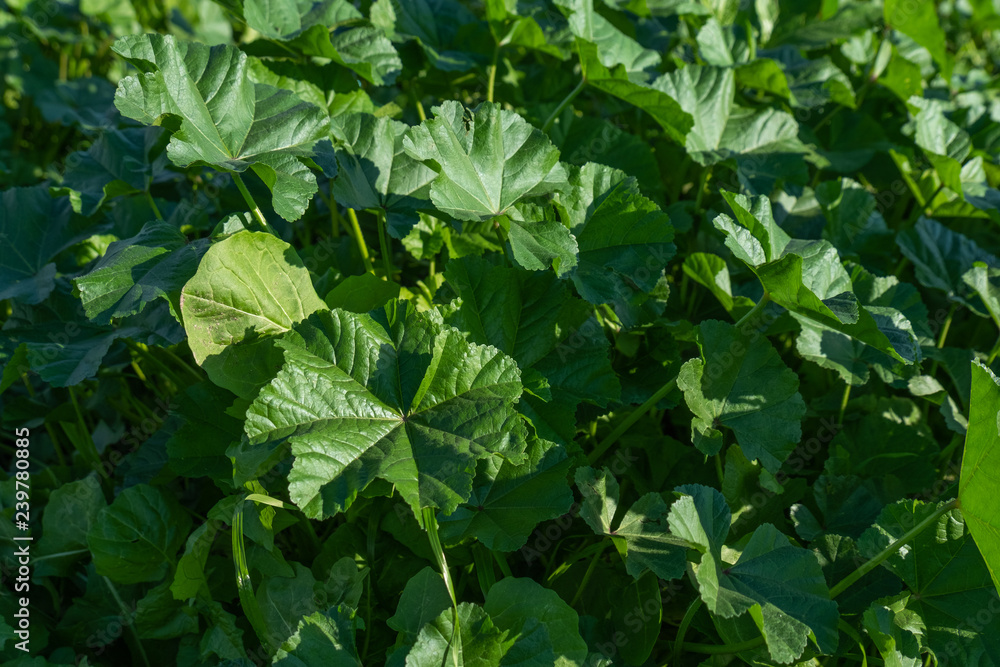 hibiscus field and wild plants, common mallow
