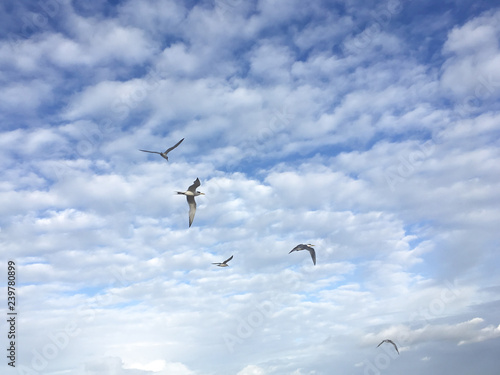 seagull tern flying in the blue sky ocean beach water bird