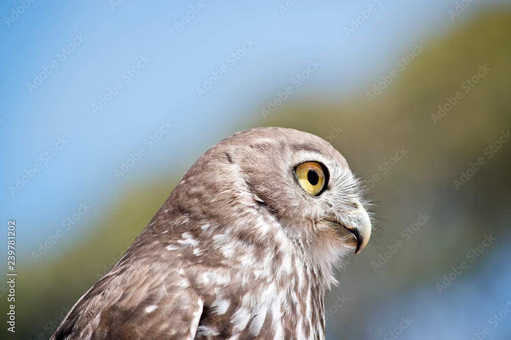 barking owl barking owl