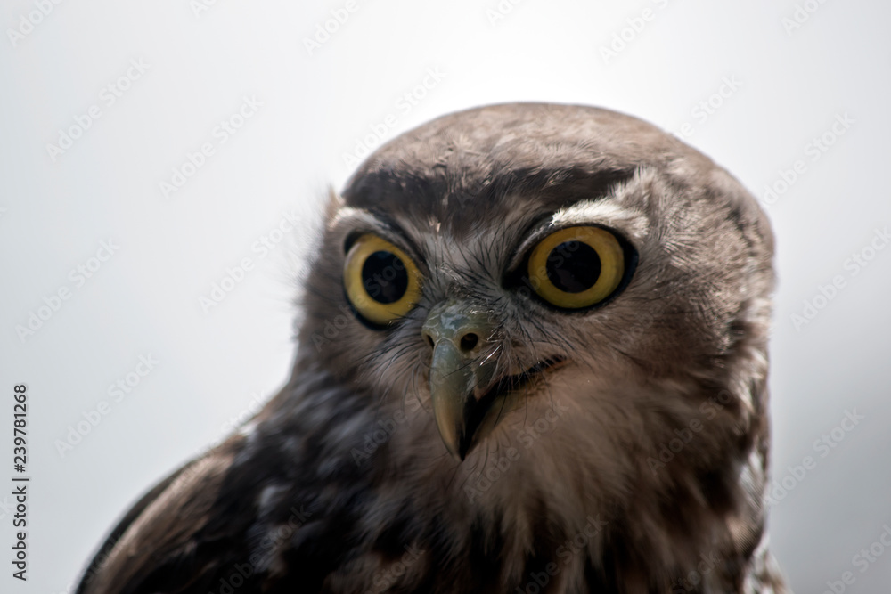barking owl barking owl