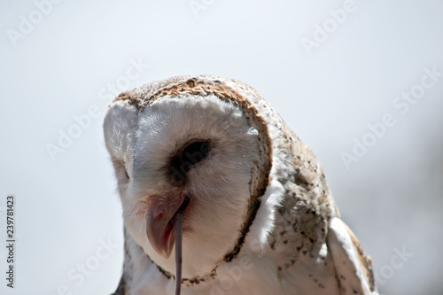 Fototapeta Naklejka Na Ścianę i Meble -  barn owl