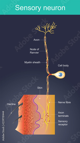 Sensory neuron. Cells act as external stimuli in different environments.