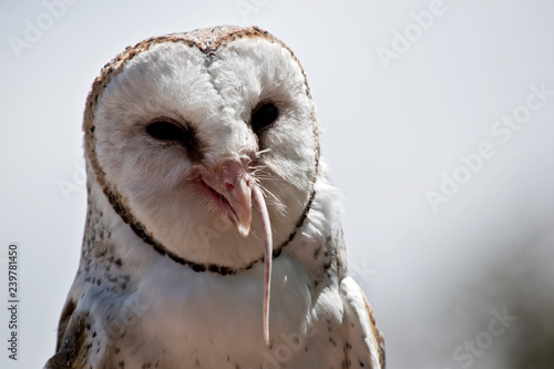 Schilderij op canvas barn owl
