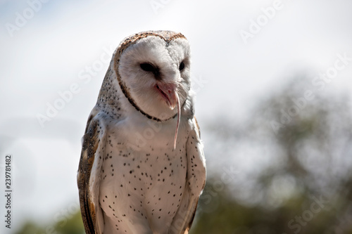 Schilderij op canvas barn owl