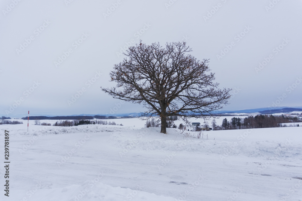 Seven Star tree in Biei, Hokkaido, Japan Seven Star tree in Biei, Hokkaido, Japan