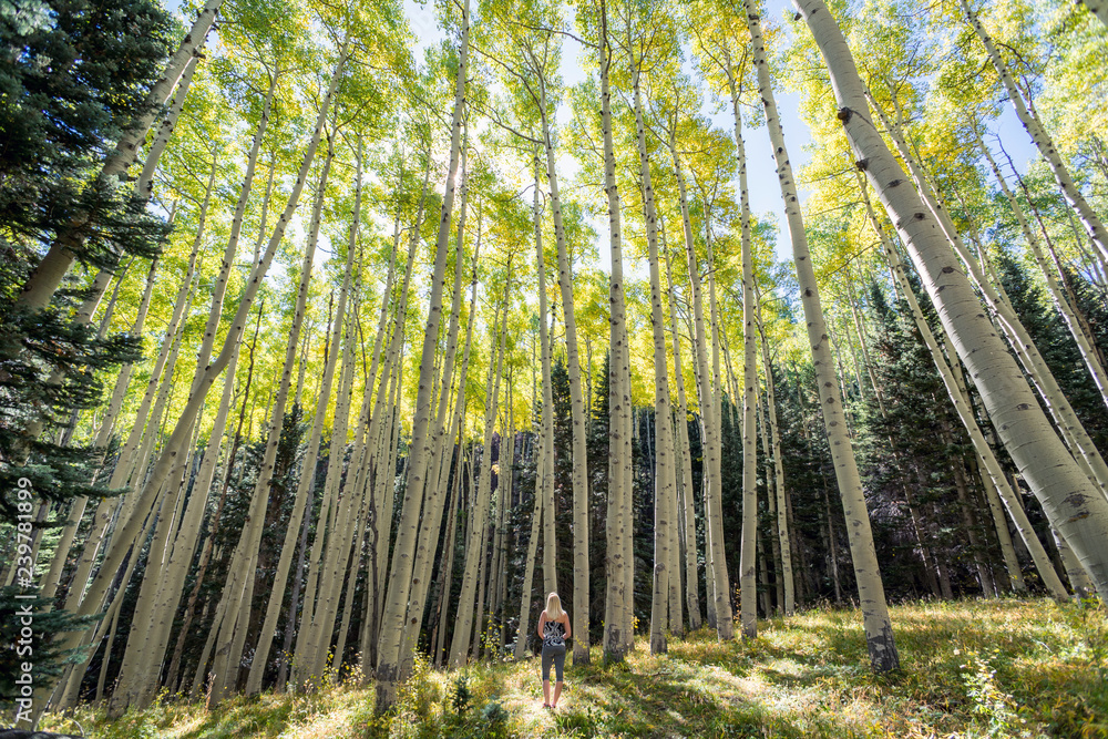 Woman Hiking in forest surrounded by tall trees in nature Woman Hiking in forest surrounded by tall trees in nature