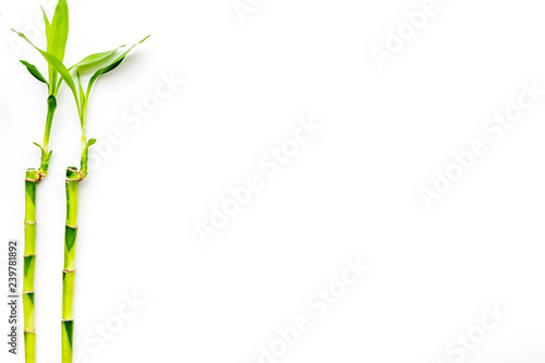 Bamboo shoot. Bamboo stem and leaves on white background top view space for text