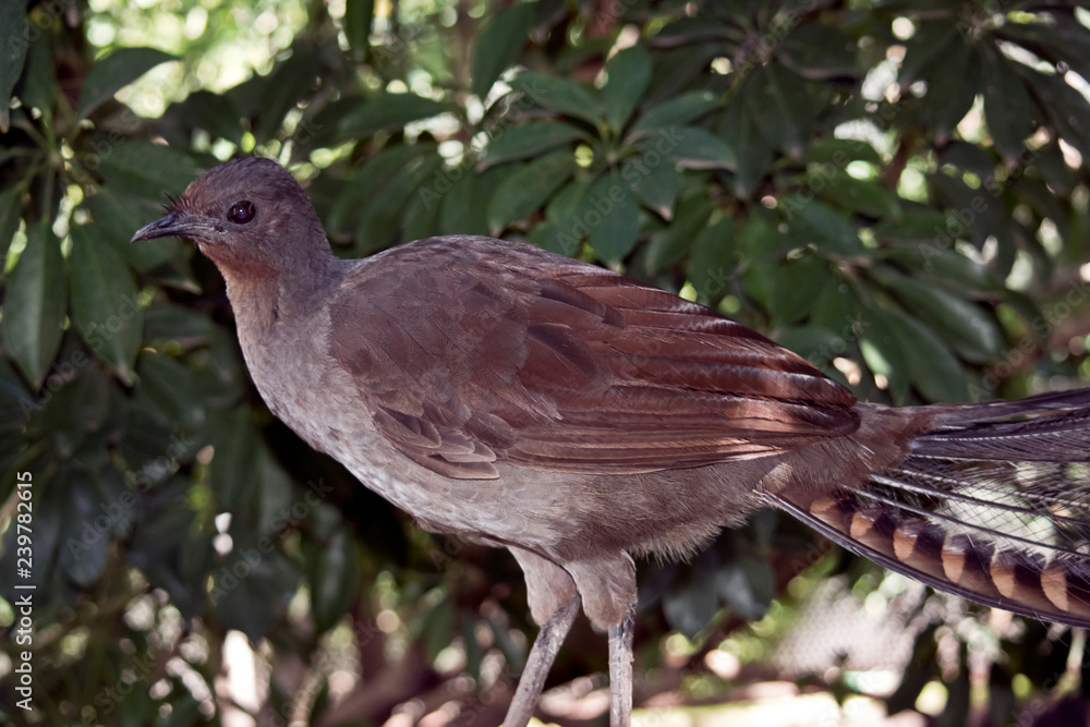 lyre bird