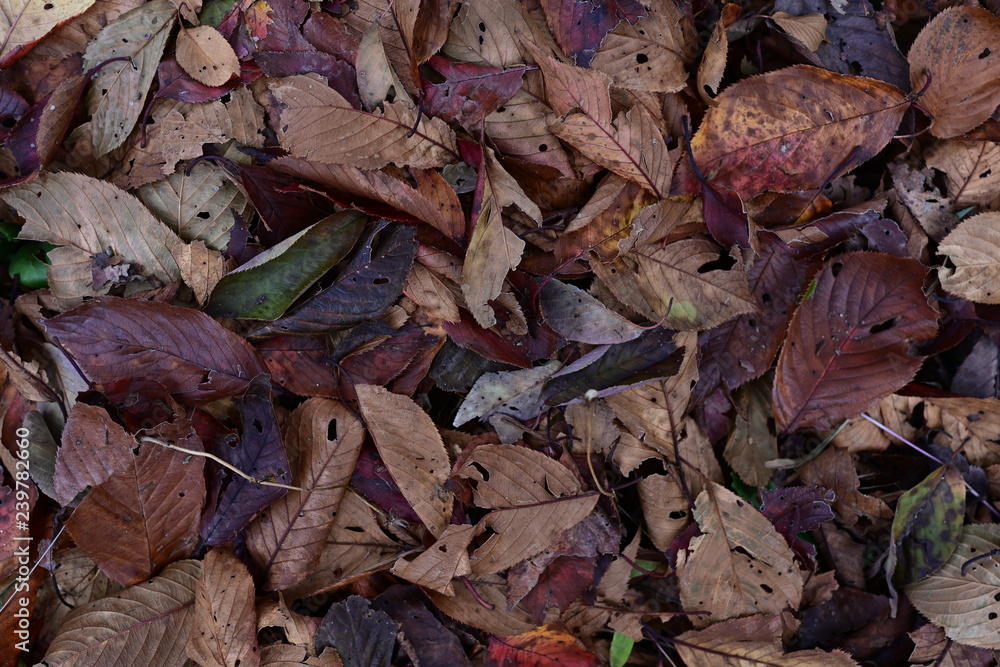 Fototapeta premium Leaf on ground autumn season