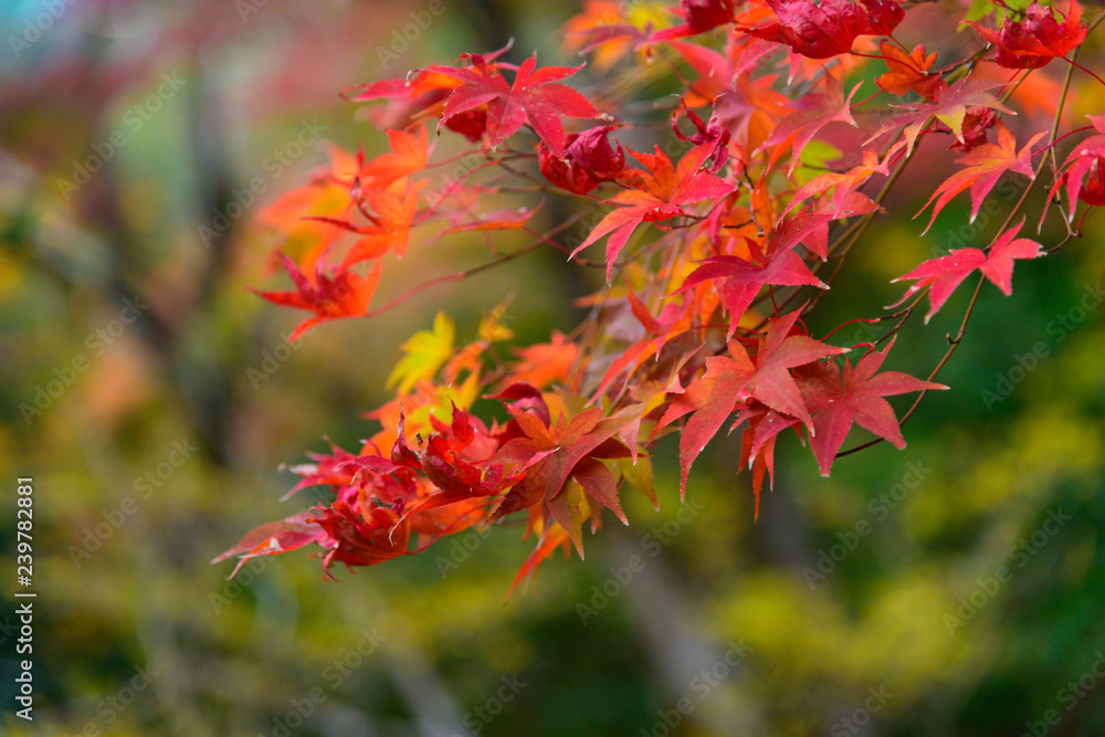 Red leaf maple tree in autumn season Red leaf maple tree in autumn season