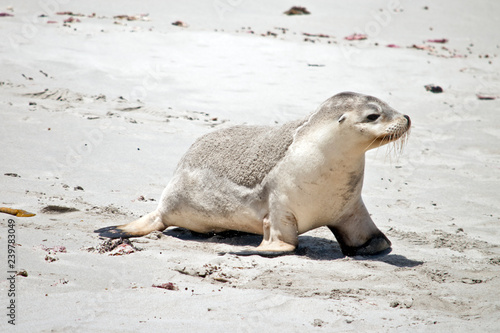 sea-lion on the beach © susan flashman