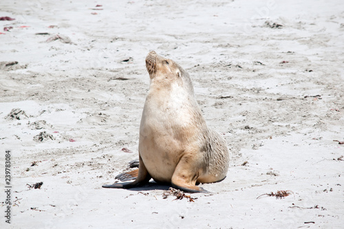 sea-lion on the beach