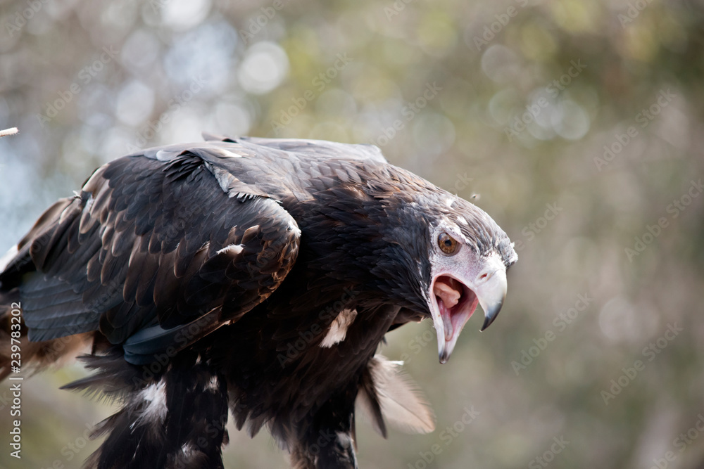Fototapeta premium wedge tailed eagle