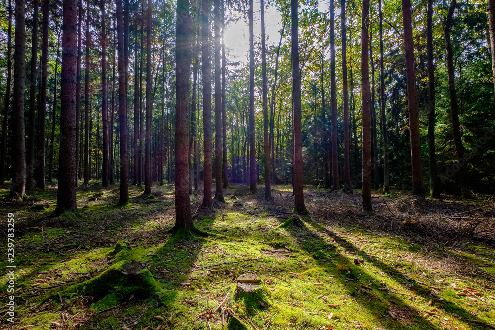 sun in forest