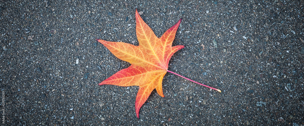Yellow leaf of a tree lies on gray textured asphalt. Yellow leaf of a tree lies on gray textured asphalt.