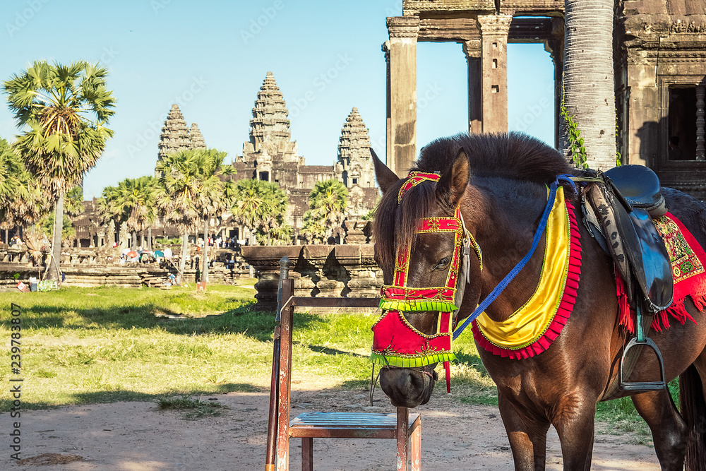 Naklejka premium horse in angkor wat temples