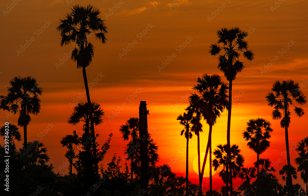 sunset and palm trees