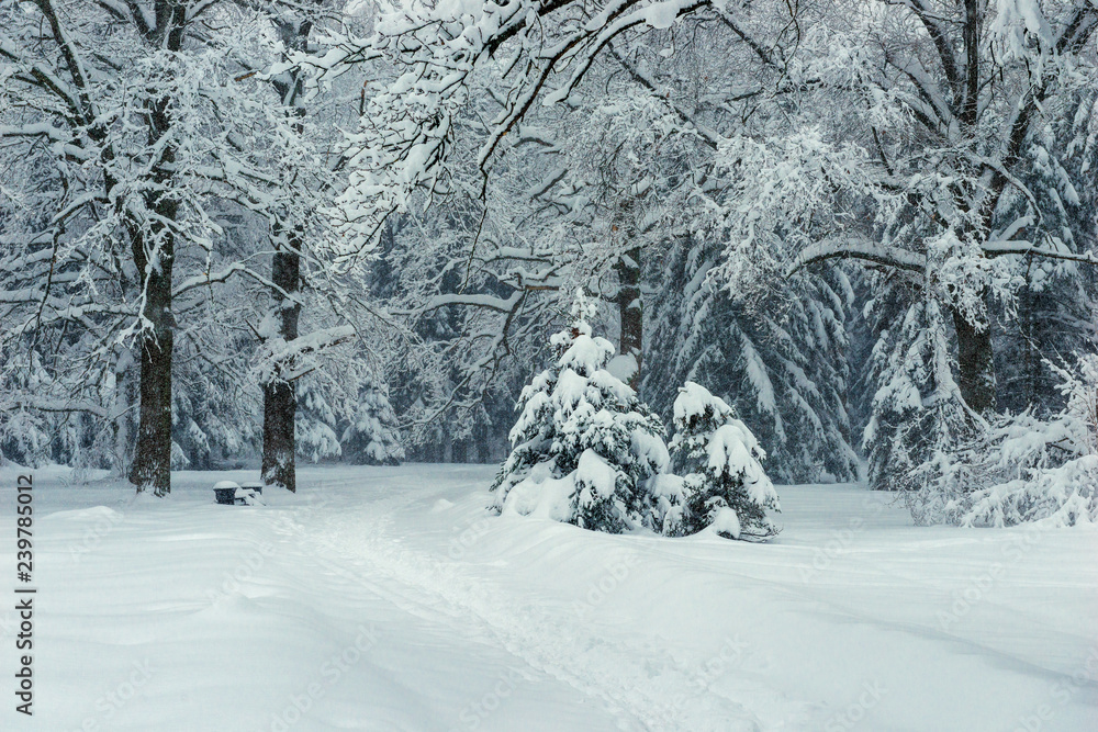 Path in the winter forest with large snowdrifts, landscape after a snowstorm Path in the winter forest with large snowdrifts, landscape after a snowstorm