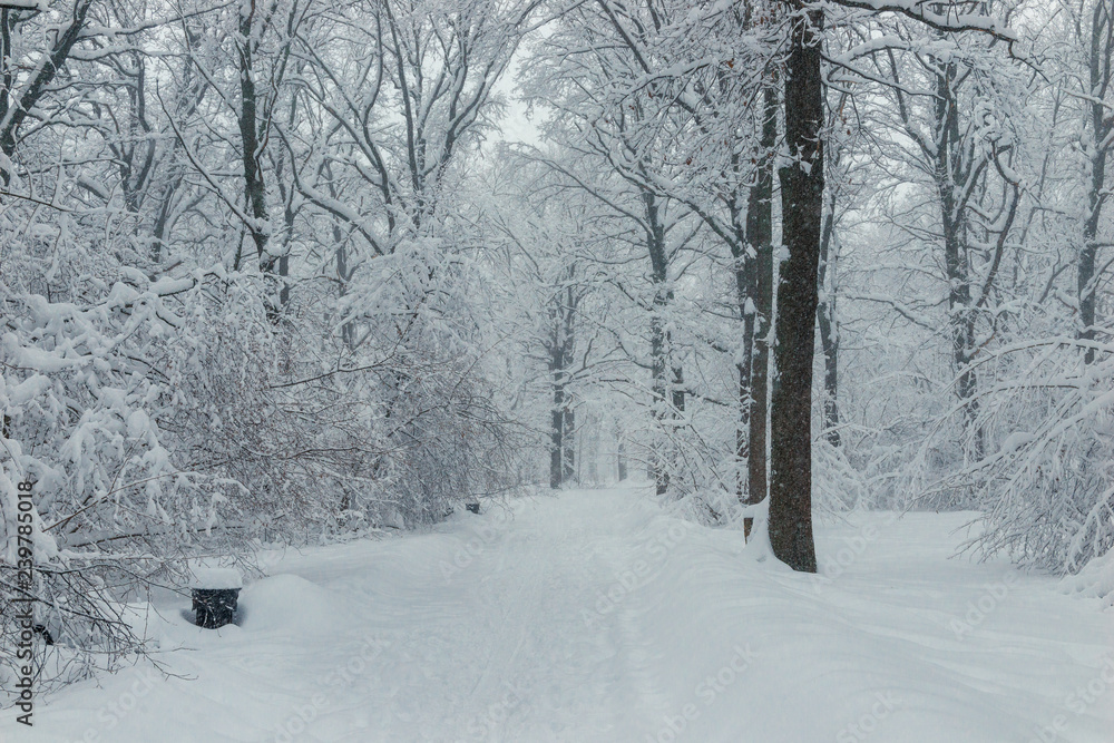 Fototapeta premium alley with a road after a snowfall in the winter day, a beautiful magical forest