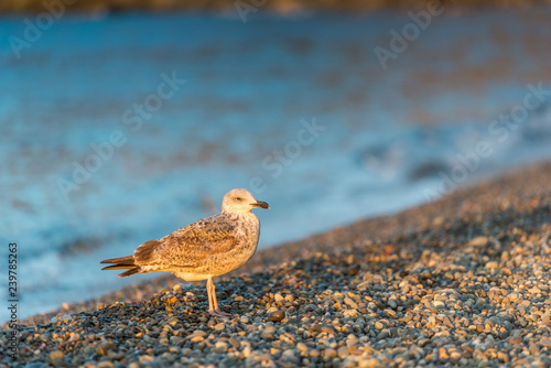 Wallpaper Mural Seagull on pebble beach near the sea, portrait at dawn Torontodigital.ca