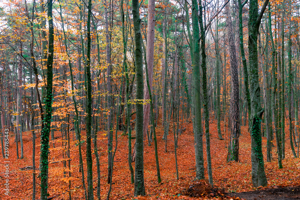 Covert mixed forest, autumn landscape on a cloudy day Covert mixed forest, autumn landscape on a cloudy day
