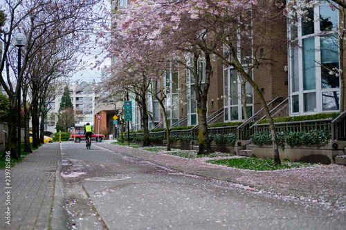 Beautiful pink flowers on trees. Spring season in Vancouver streets. Canada