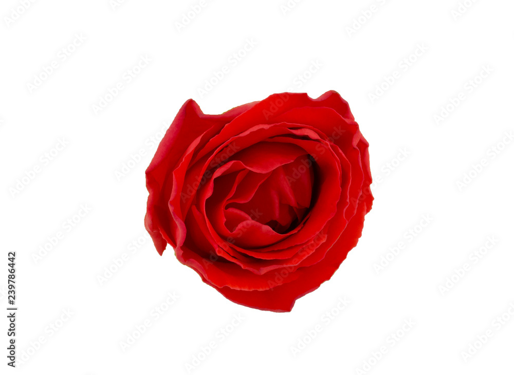 red rose isolated on white background, selective focus red rose isolated on white background, selective focus