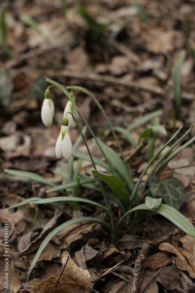 Snowdrops (Galanthuses) in forest. First spring flowers of the year. Most species flower in winter, before the vernal equinox (20 or 21 March in the Northern Hemisphere). Snowdrops (Galanthuses) in forest. First spring flowers of the year. Most species flower in winter, before the vernal equinox (20 or 21 March in the Northern Hemisphere).