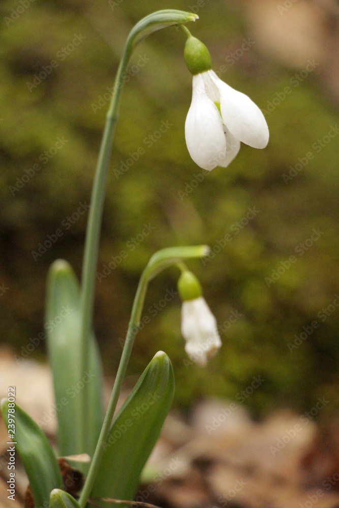Obraz premium Snowdrops (Galanthuses) in forest. First spring flowers of the year. Most species flower in winter, before the vernal equinox (20 or 21 March in the Northern Hemisphere).