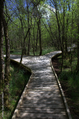 Timber built forest walkway, Mabie Forest, Dumfries Scotland. 