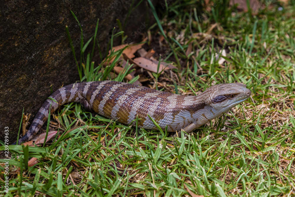 Obraz premium Blue tongued Skink in a garden, Upper Hunter Valley, NSW, Australia.