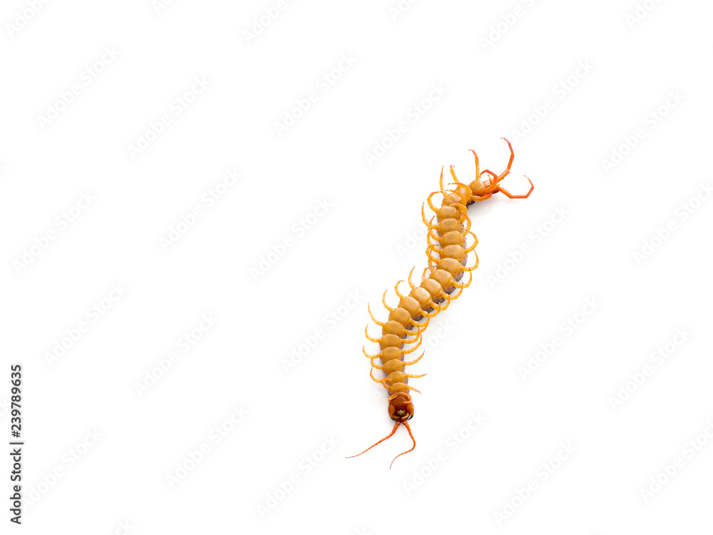 Obraz premium Brown centipede on white background