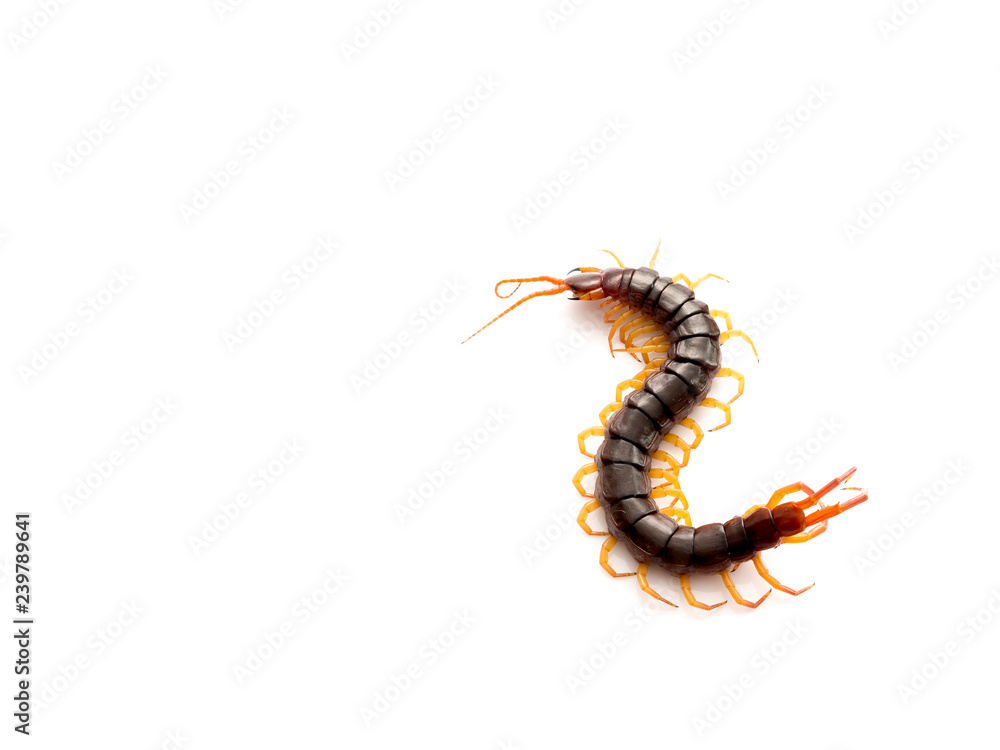 Brown centipede on white background Brown centipede on white background