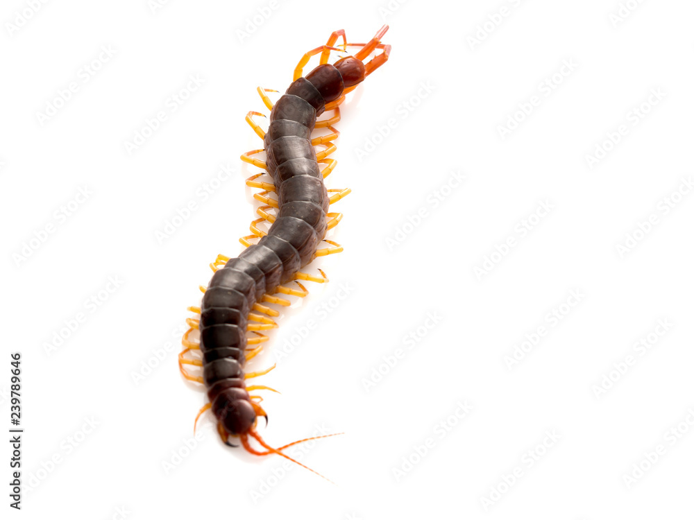 Brown centipede on white background Brown centipede on white background