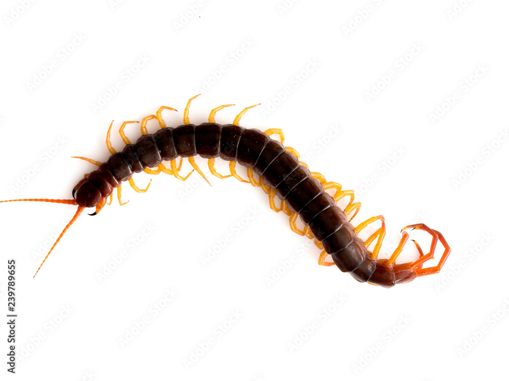 Brown centipede on white background Brown centipede on white background