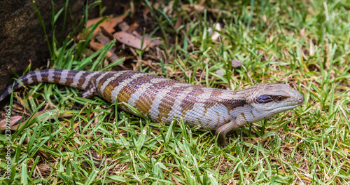Blue tongued Skink in a garden, Upper Hunter Valley, NSW, Australia.