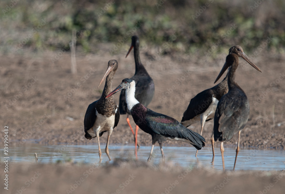 Obraz premium Flock of birds in Pond