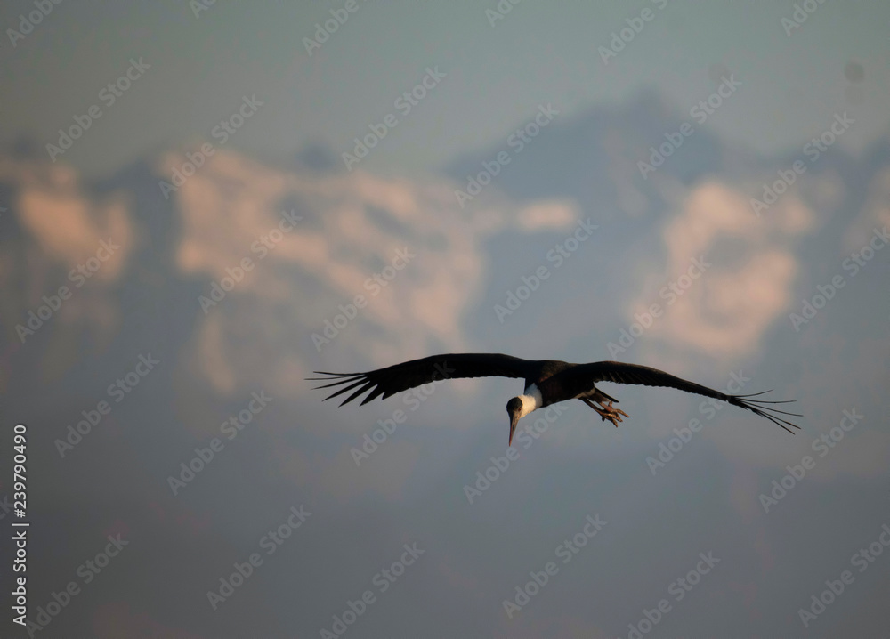 Fototapeta premium Woolly necked stork Flying Over mountains